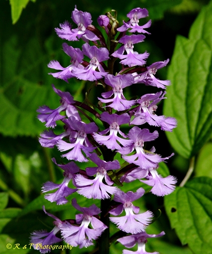 {Platanthera psycodes}